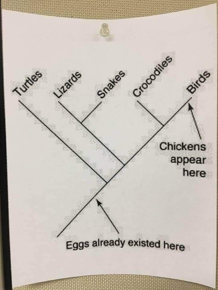 Eggs existed before turtles, snakes, lizards, crocodiles, then birds.