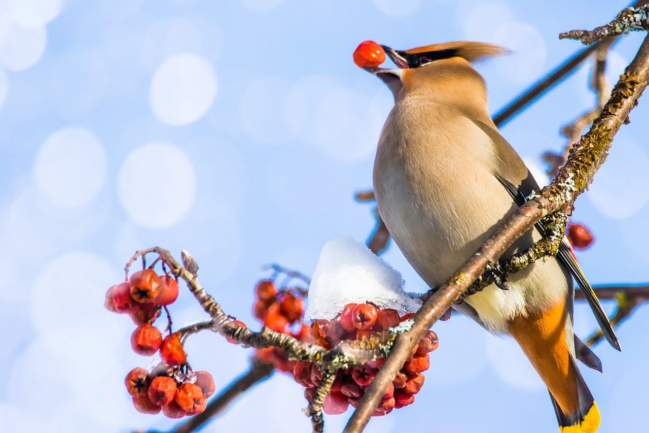 Waxwing with berry in its beak