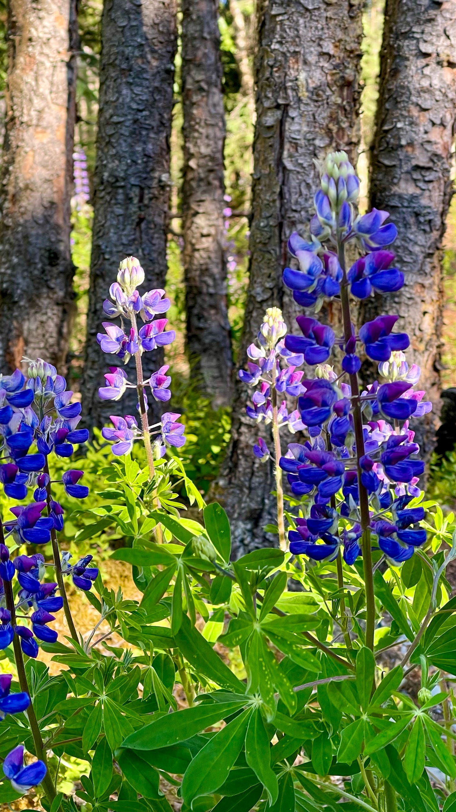 Lupin flowers