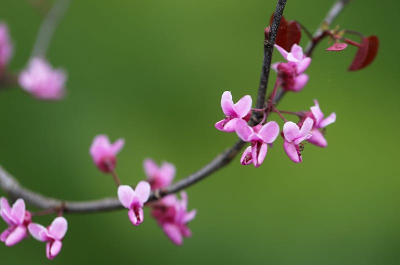 Redbud blossoms, Sixburnersue