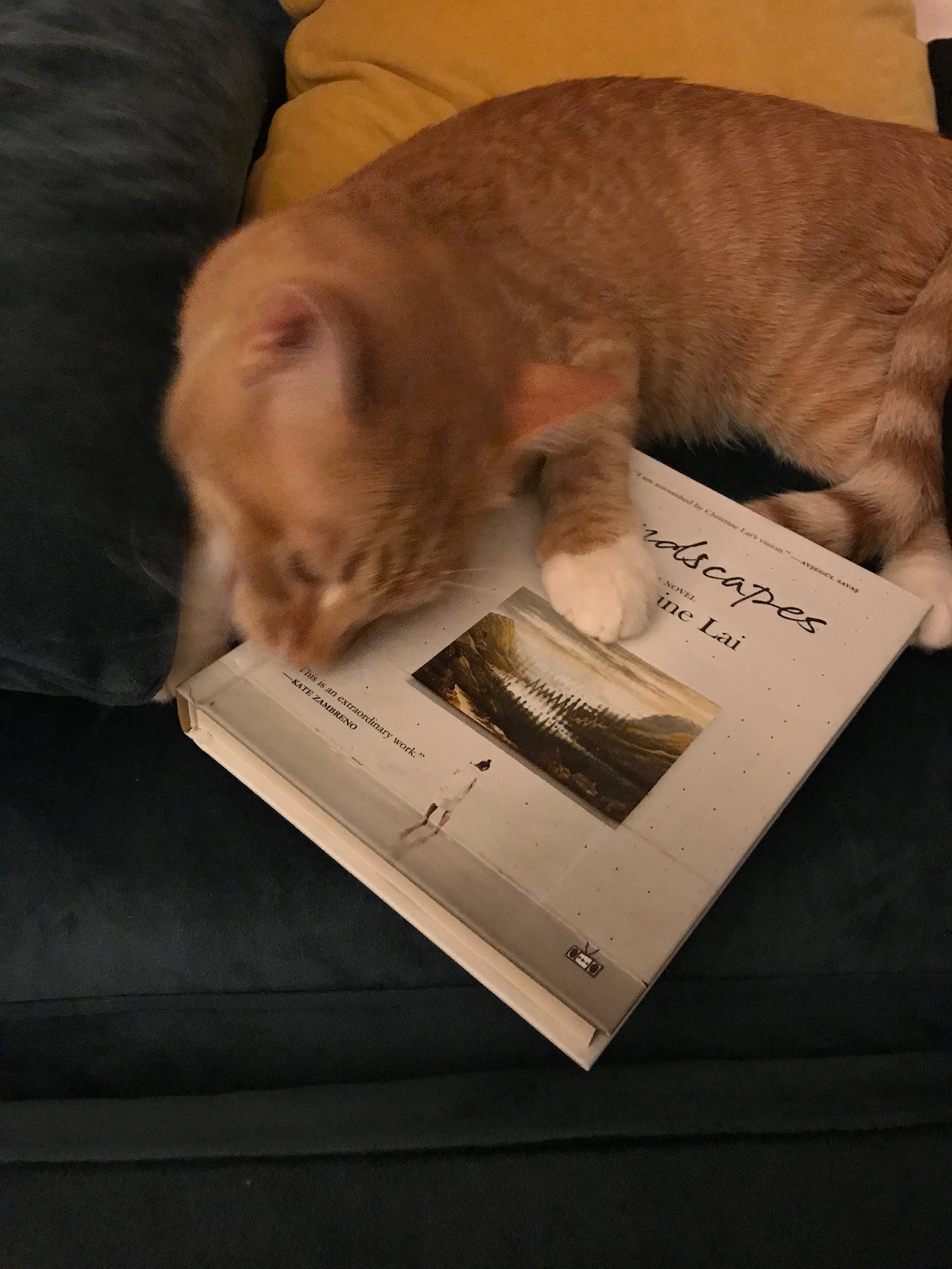An orange cat simply in the throes of attacking a hardcover book. Really digging those teeth in.