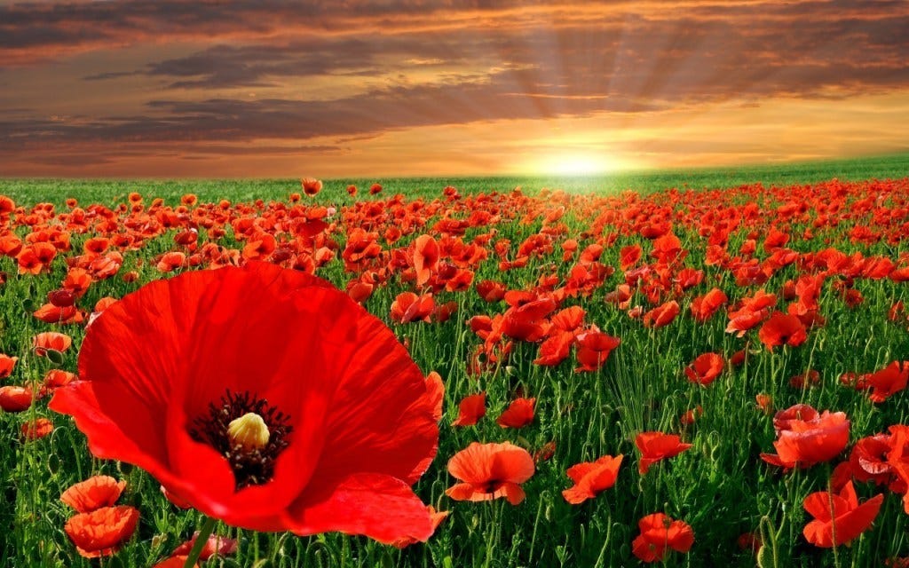 Remembrance Poppies. Do you know the remembrance poppy? How… | by Heloise  Jones | Medium