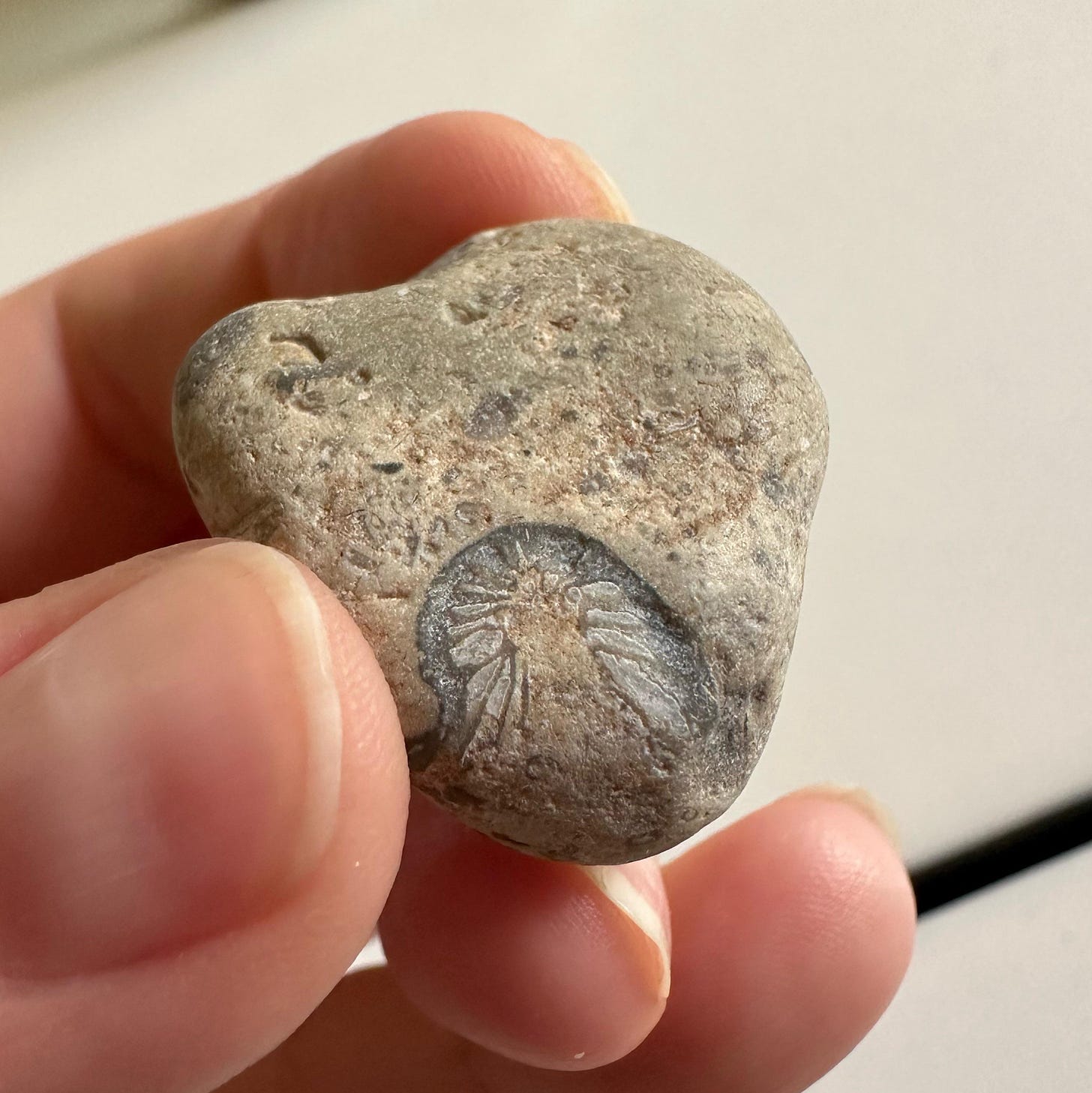 Fossils (or rocks? Or slag?) from beach on eastern Lake Erie : r/fossilid