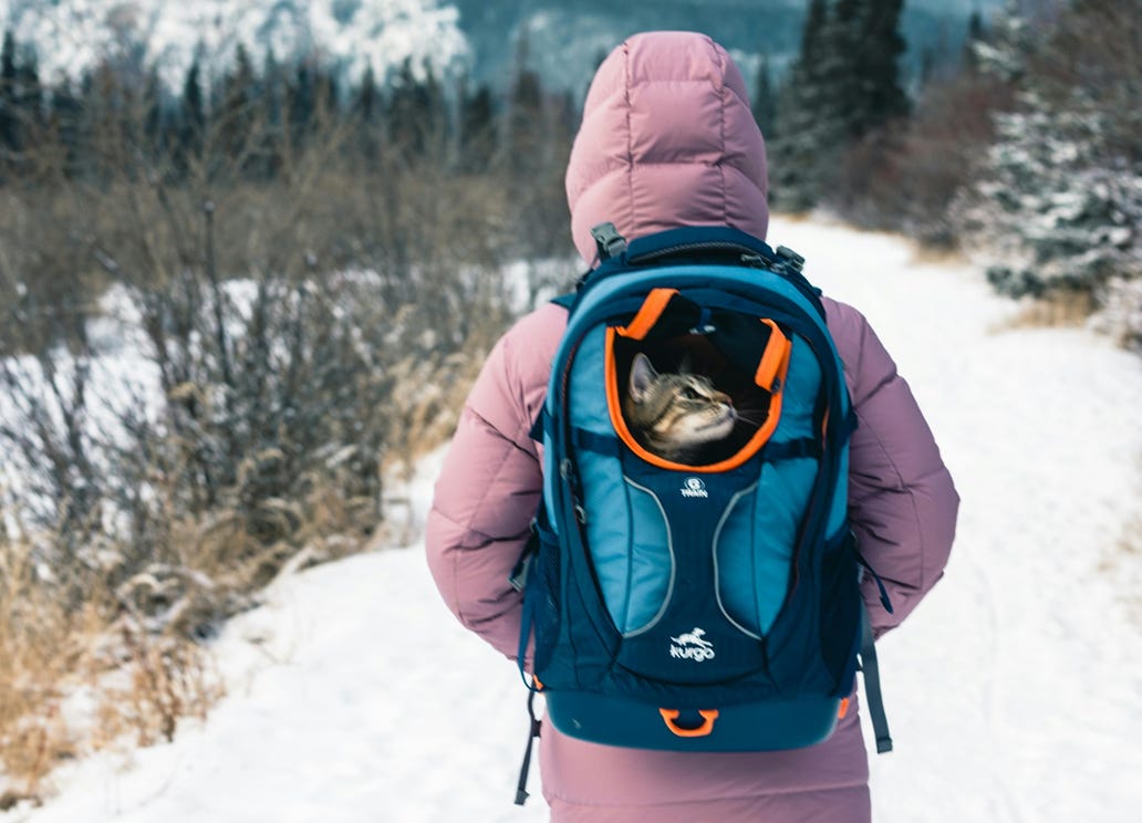 Woman in pink winte coat with back to camera carries tabby cat in blue backpack