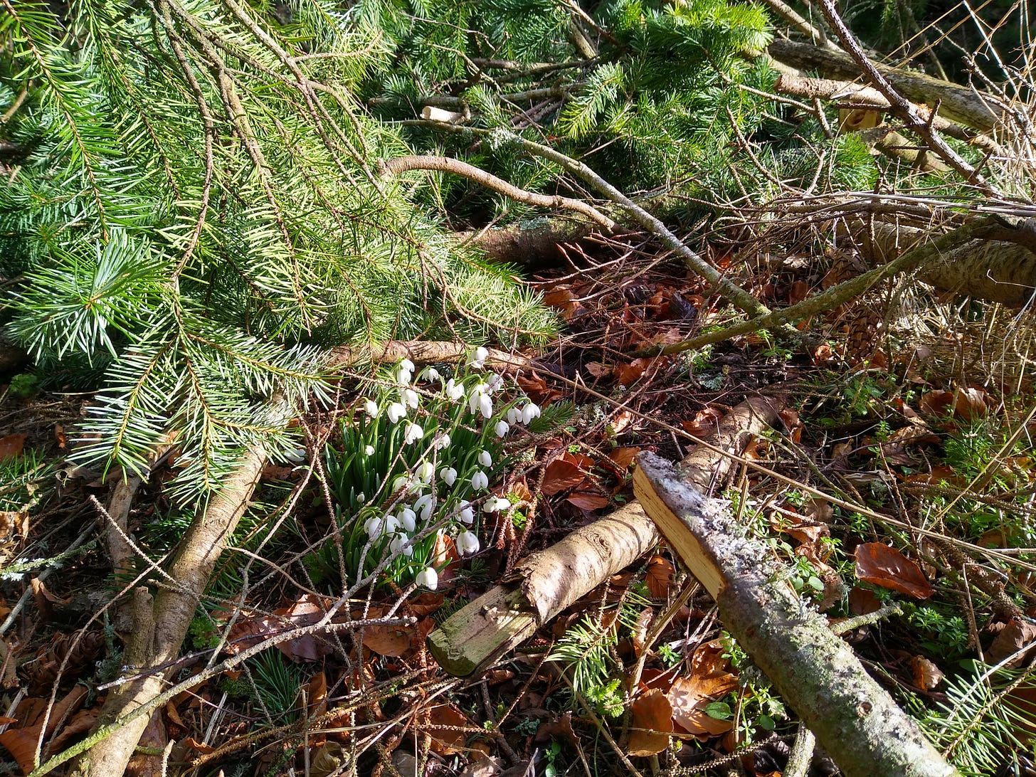 A photograh of some snowdrops that have almost been squashed by a falling tree