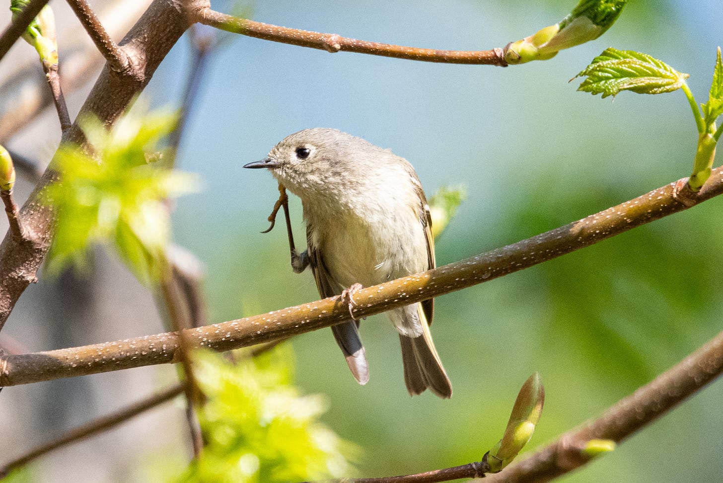 A ruby-crowned kinglet, raising its right claw to scratch the side of its face