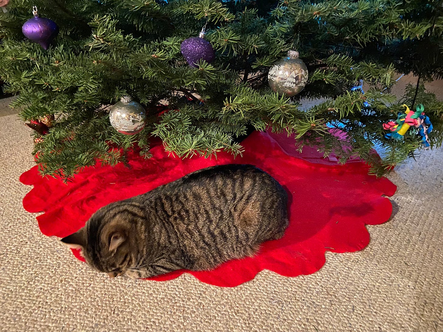 Cat dozing on a red flannel tree skirt under a Christmas tree