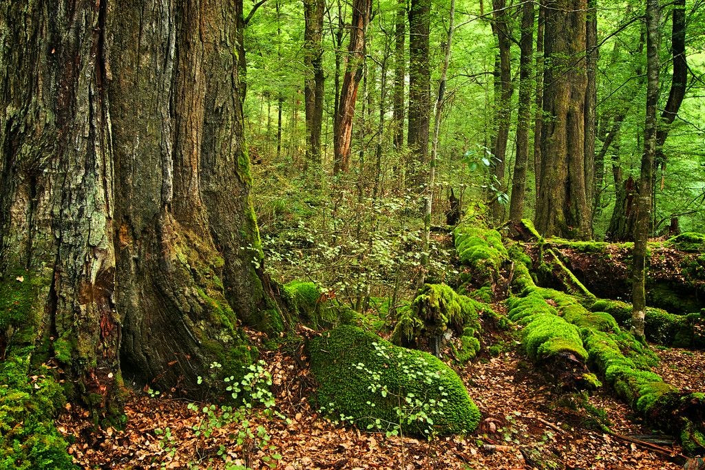 Paradise Beech Forest, Glenorchy, South Island, New Zealand | South ...