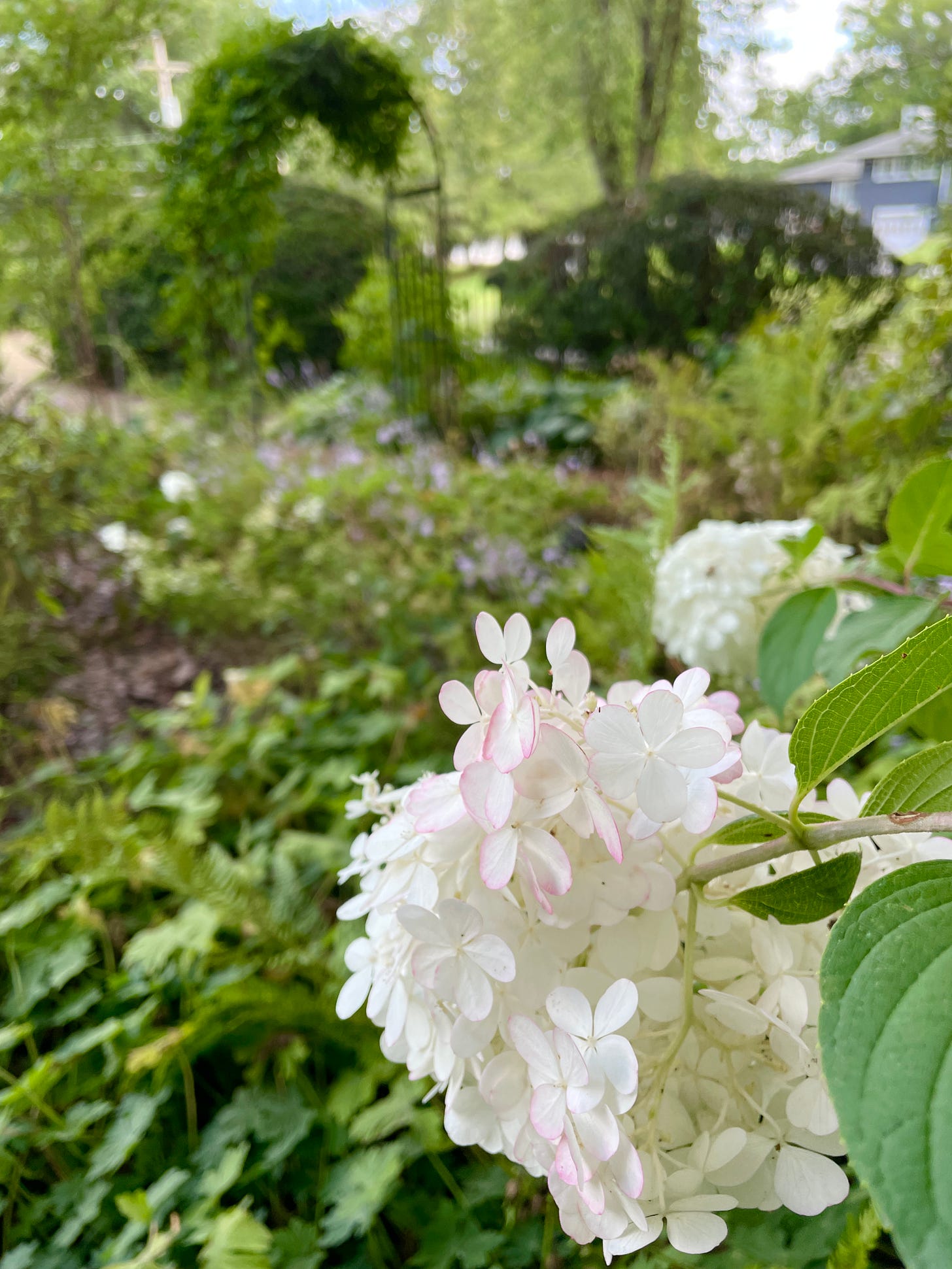 Hydrangea paniculata in the Woodland looking back at the large Yew that were pruned into domes in July, and also one of our Clematis-laden arches. 