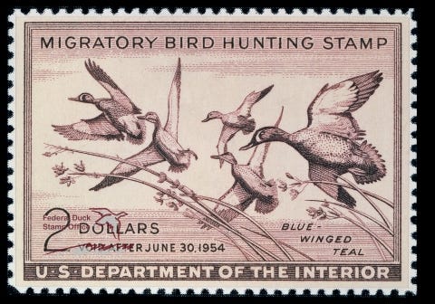 Duck Stamp with Five Blue-Winged Teal flying