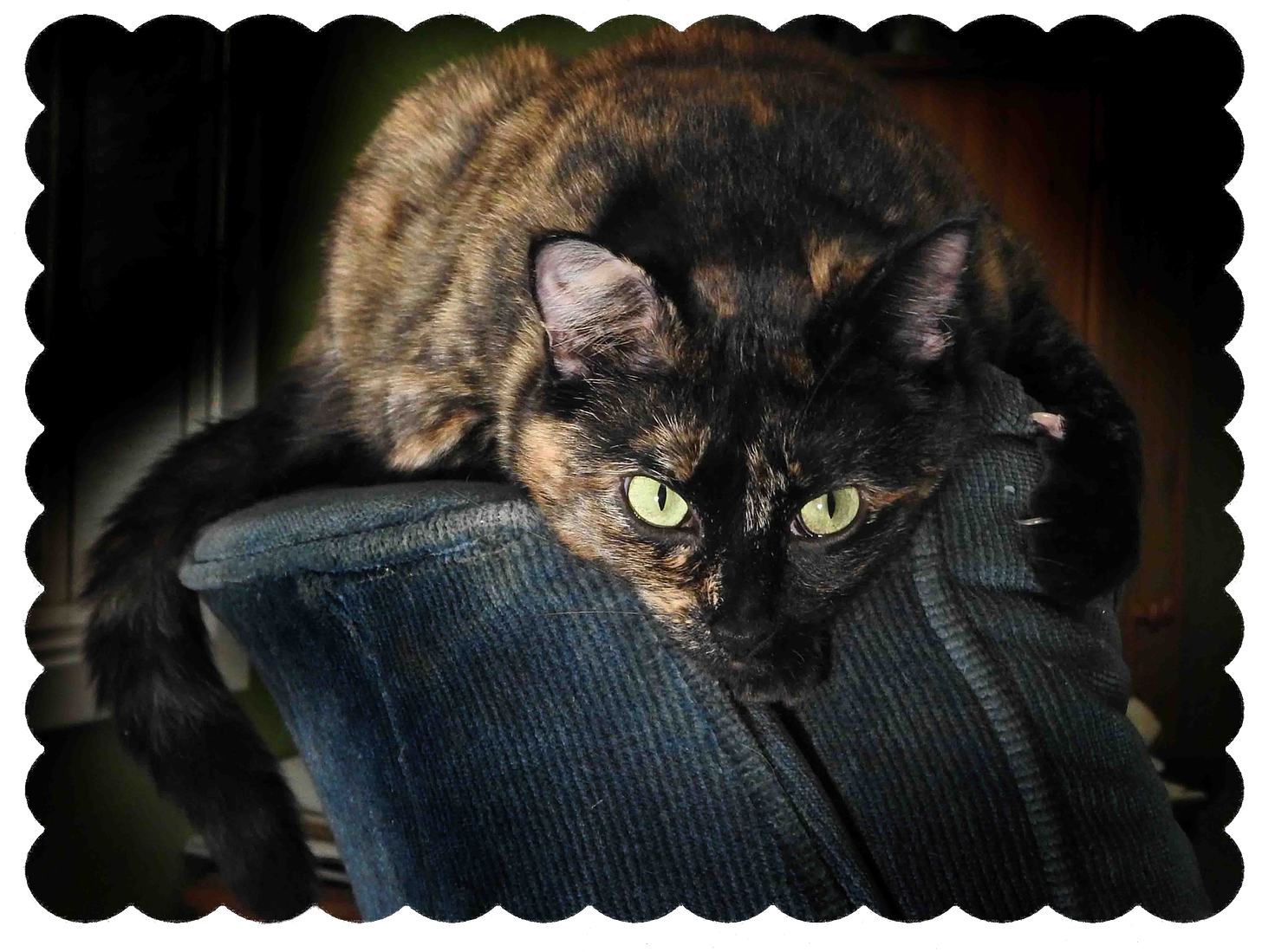 Photograph of a tortoiseshell-colored cat staring at the camera, gripping the back of an overstuffed blue chair.