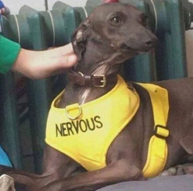 This may contain: a brown dog wearing a yellow vest sitting on top of a chair next to a person