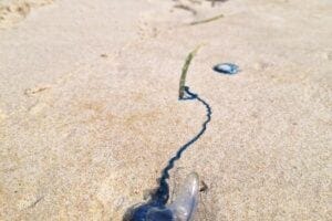 A bluebottle on a Gold Coast beach in Australia