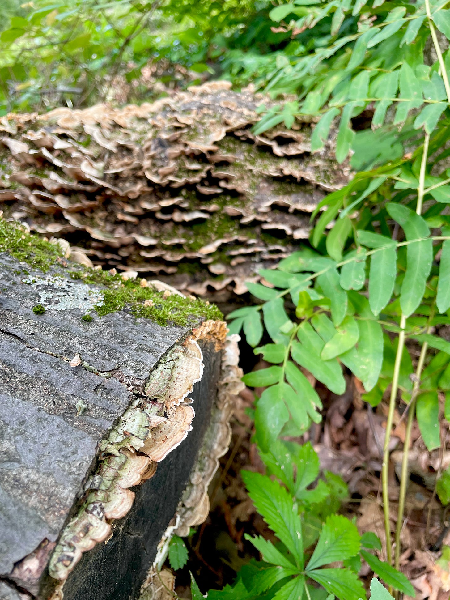 I am a complete beginner with mushroom identification, but I believe these are Turkey Tail mushrooms that are beginning to grow on these fresh oak logs in one of our Woodland piles. 