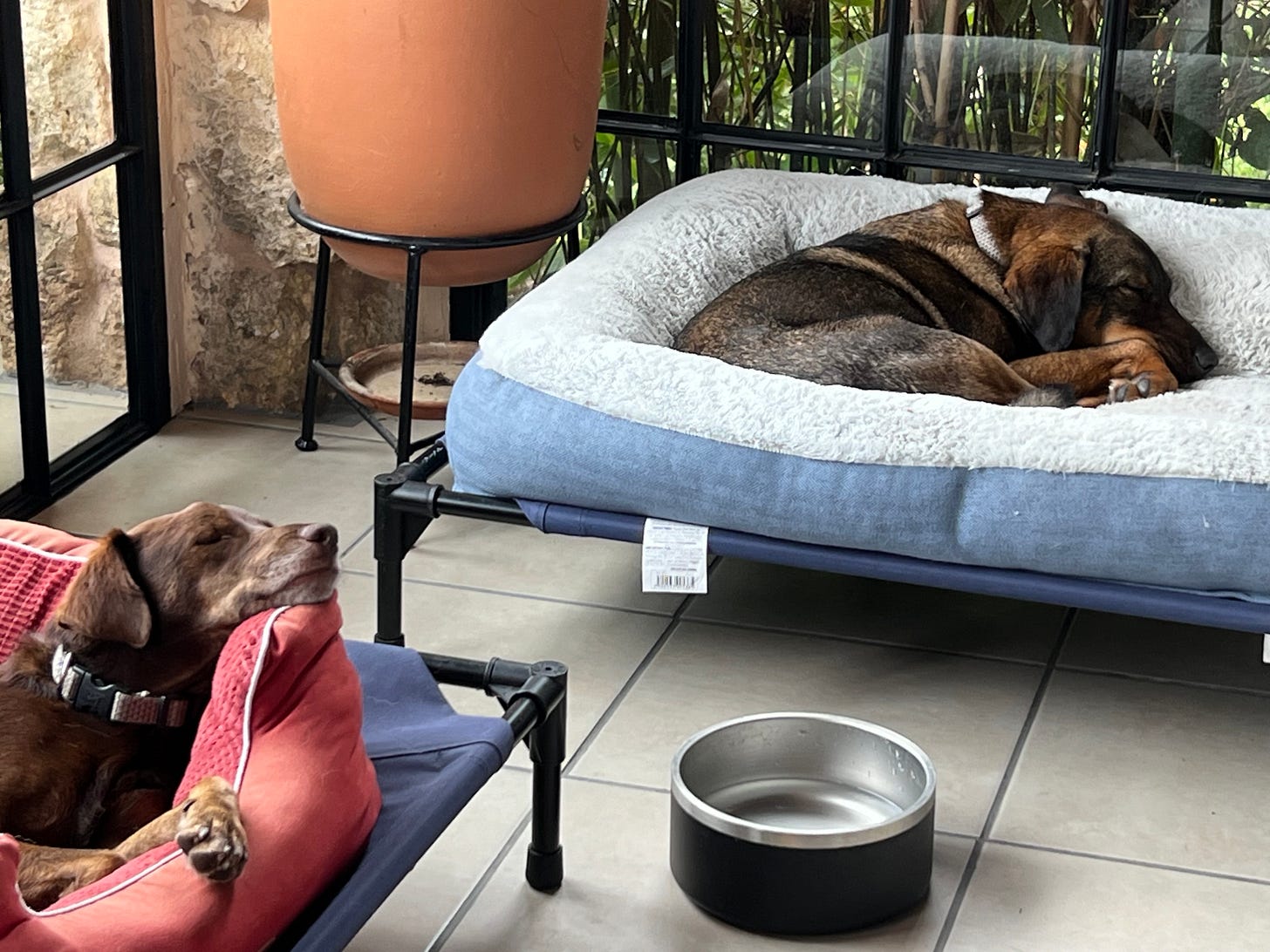 Tigre and Loo asleep in their beds.