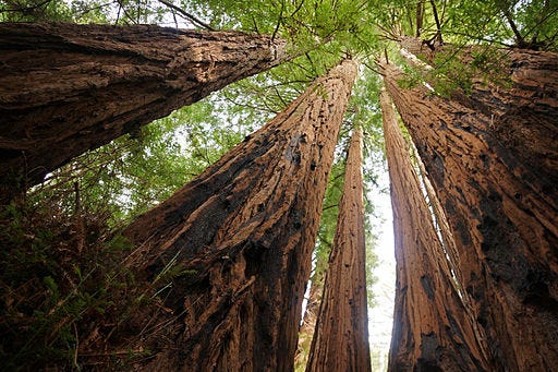 Explore Big Basin Redwoods State Park – On the 101