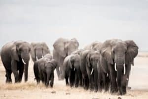 Herd of elephants