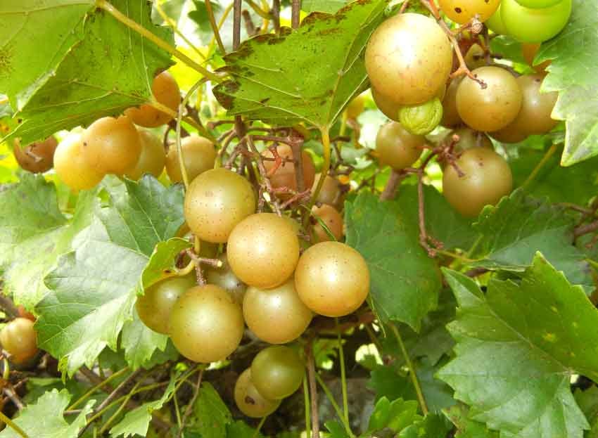 Growing Muscadines – Our Southern Delicious Dynasty | Triangle Gardener  Magazine
