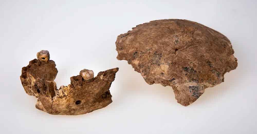 A fossil partial mandible and parietal bone sitting on a white photo background A fossil partial mandible and parietal bone sitting on a white photo background