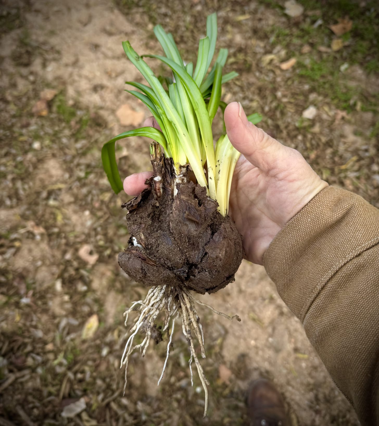 Wild onion freshly harvested from the East Austin edgelands