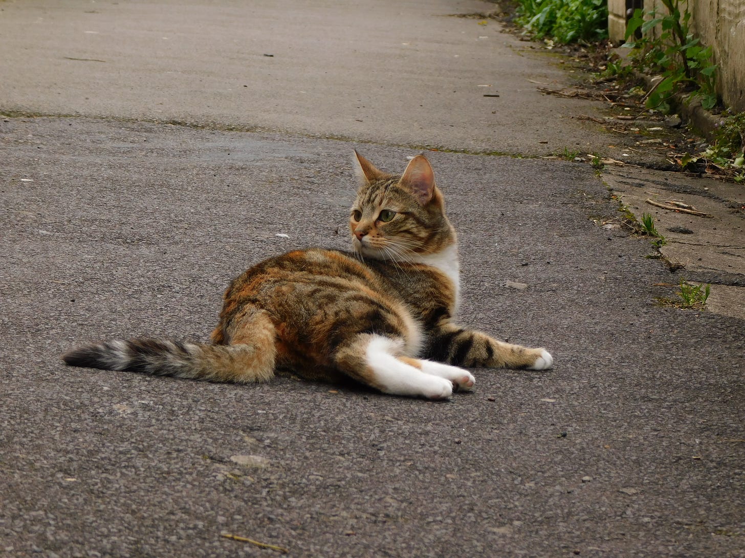 Cat in Bristol, UK