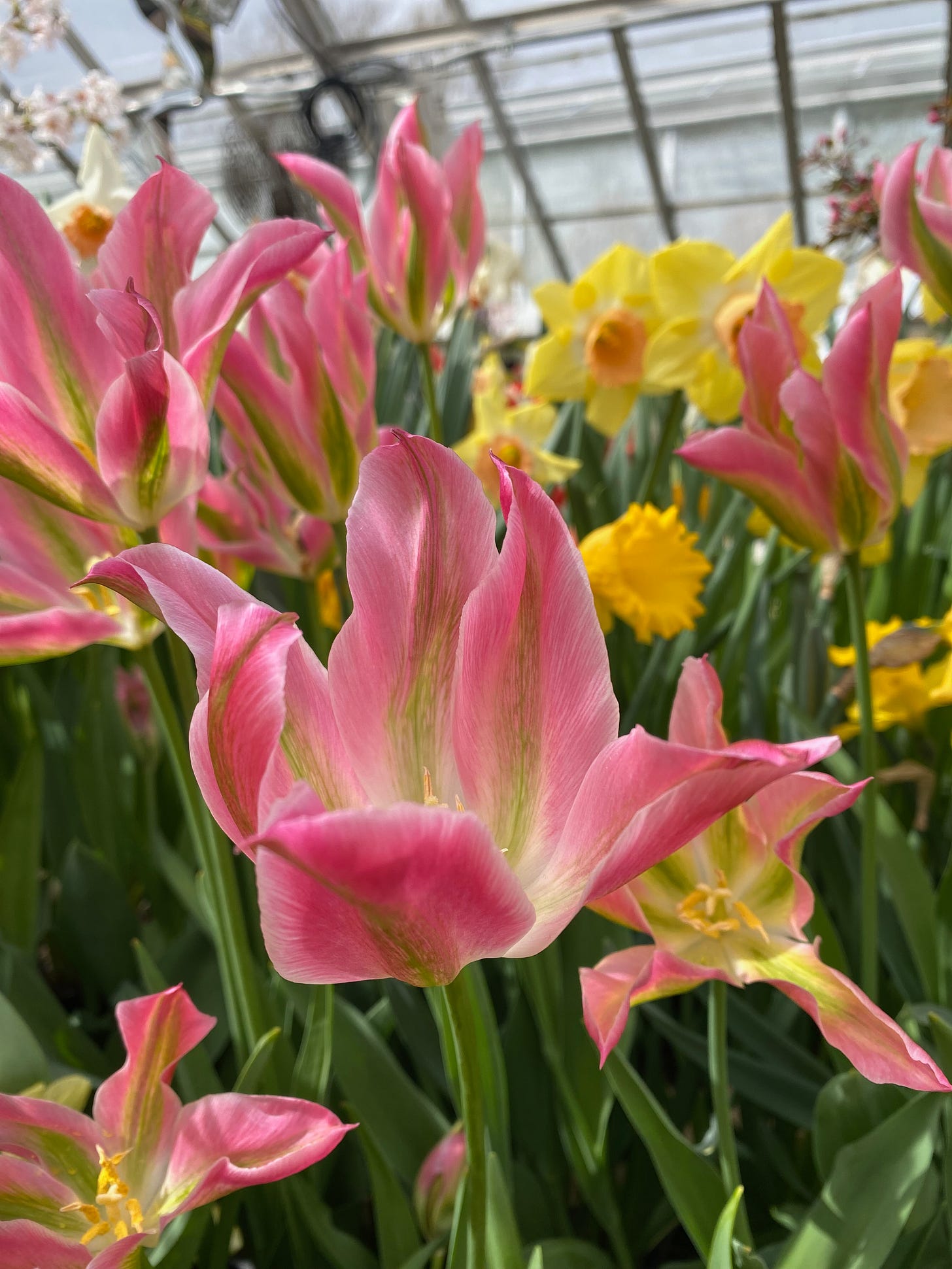 A closeup of purple and green tulips and bright yellow daffodils in a greenhouse.