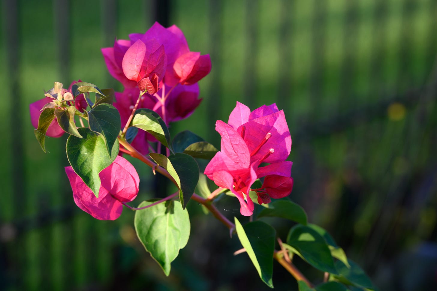 Red bougainvillea with streaks of sunlight shining on the blooms