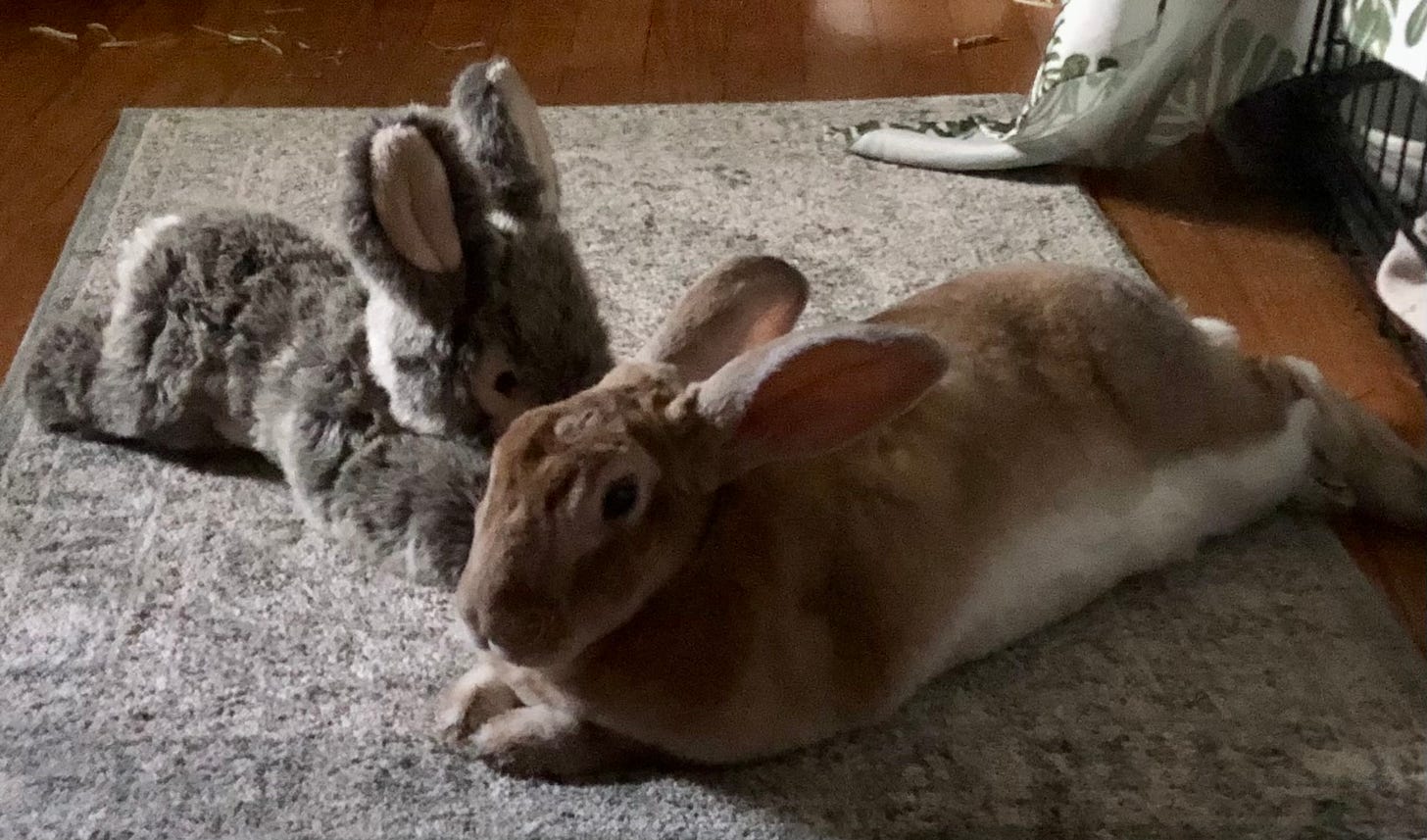 Fake bun and real rabbit