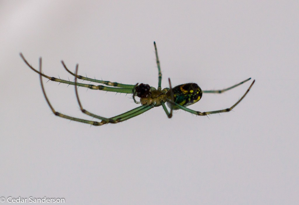 Green Orchard Spider