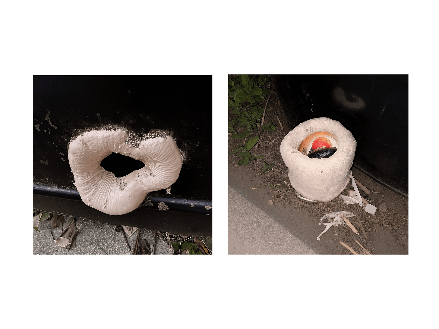 A diptych with two images side by side. The left image shows a white, circular, and textured object with a hollow center attached to a dark surface, resembling a fungus or organic material. The right image shows a similar white object on the ground, encircling a colorful object within it, partially hidden by leaves and debris.