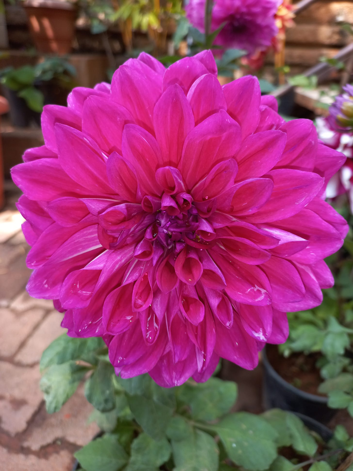 Dahlia