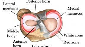 The Injury Zone: Basic Anatomy and Function of the Meniscus