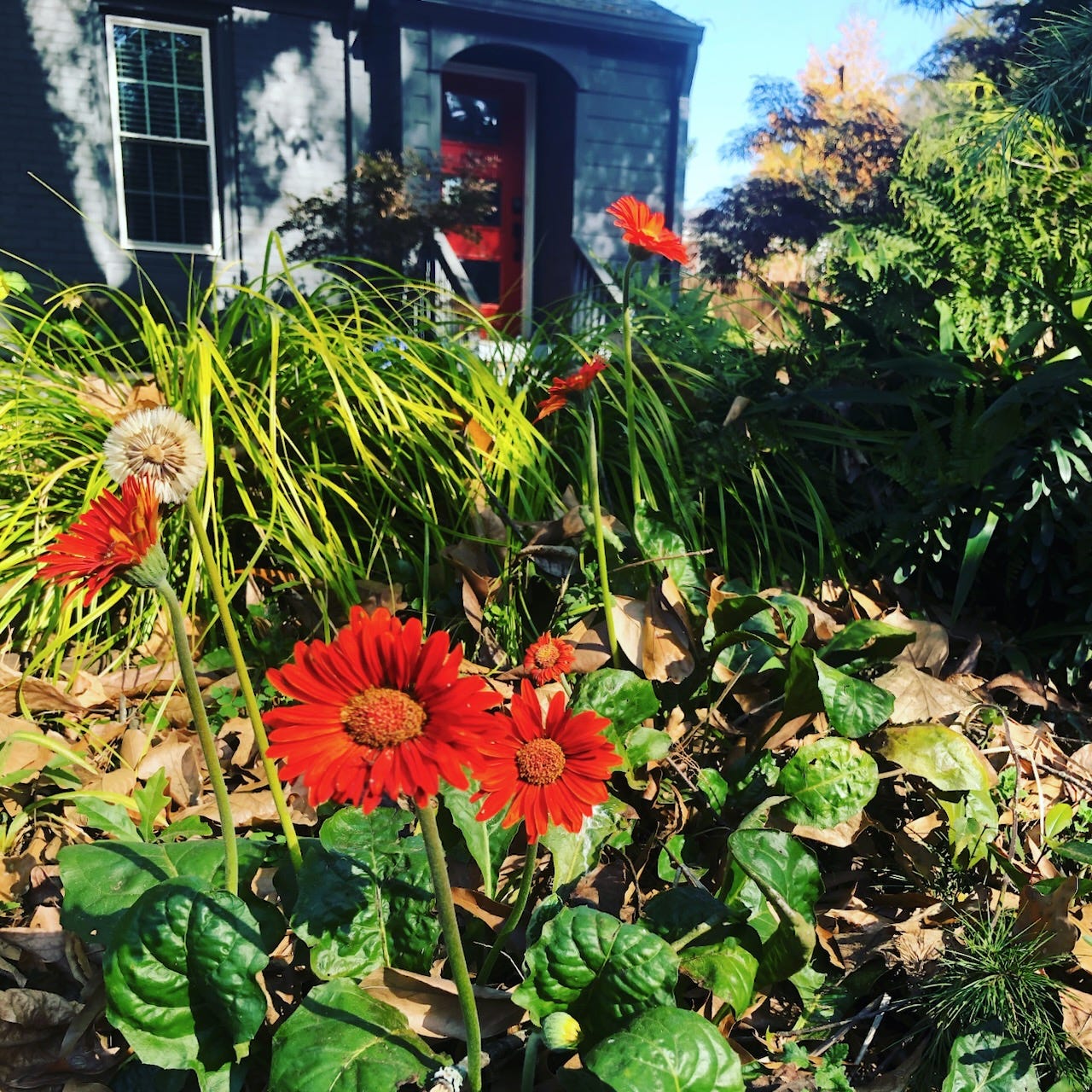 Red blooms in front of a blue-grey house