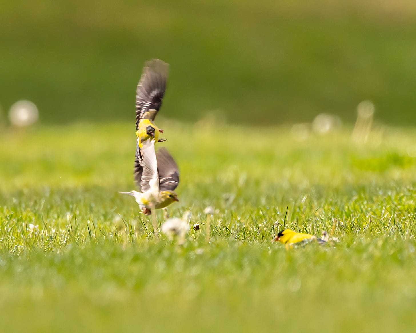 In this image, two males are in pursuit of one female. The goldfinch in the forefront is sitting on the ground watching as the second male is acrobatically flying above the fluttering female.