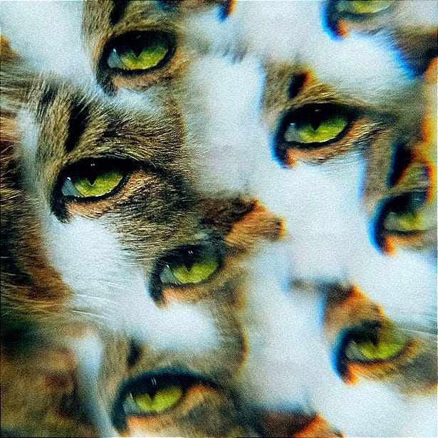 a close up picture of a cat's face a close up picture of a cat's face