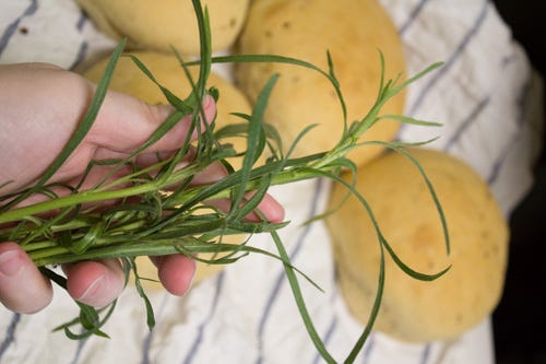 Tarragon, for Tanyth, the herbwoman. Tarragon is a milder flavor that pairs well with fish and chicken. 