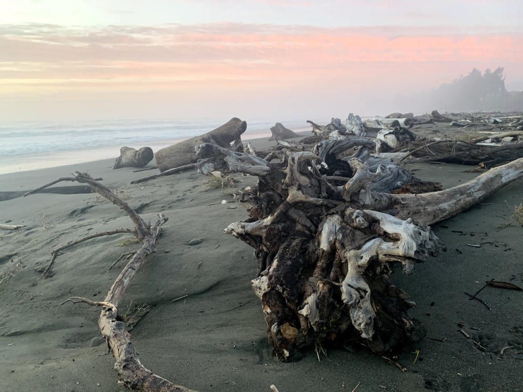 driftwood sunset