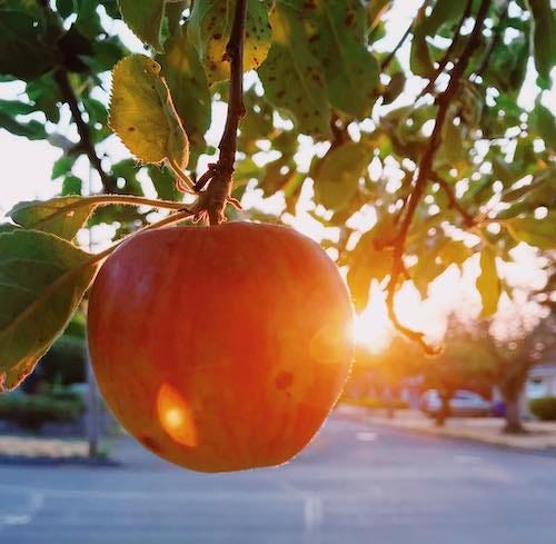 closeup of a red-gold apple in evening sun