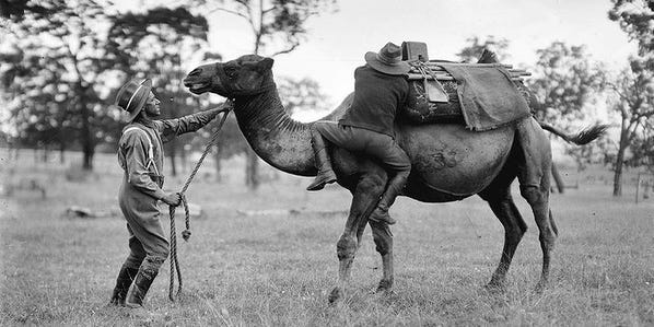 Before the Civil War, US Camel Corps explored the Southwest Before the Civil War, US Camel Corps explored the Southwest