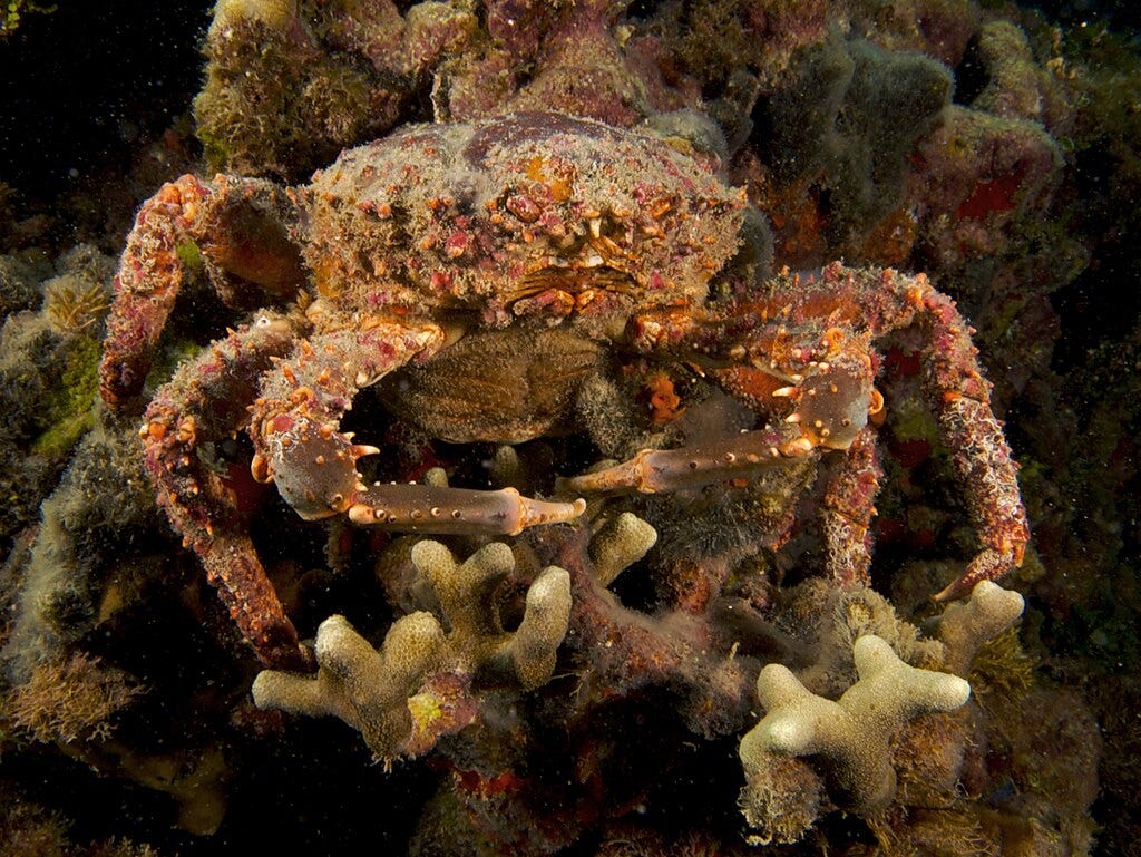 A female Caribbean king crab on a coral. 