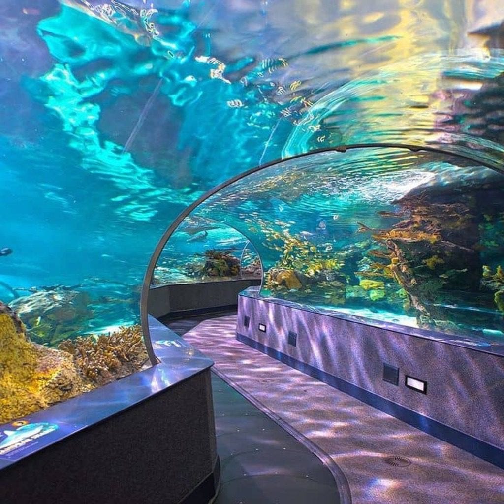 Cairns aquarium