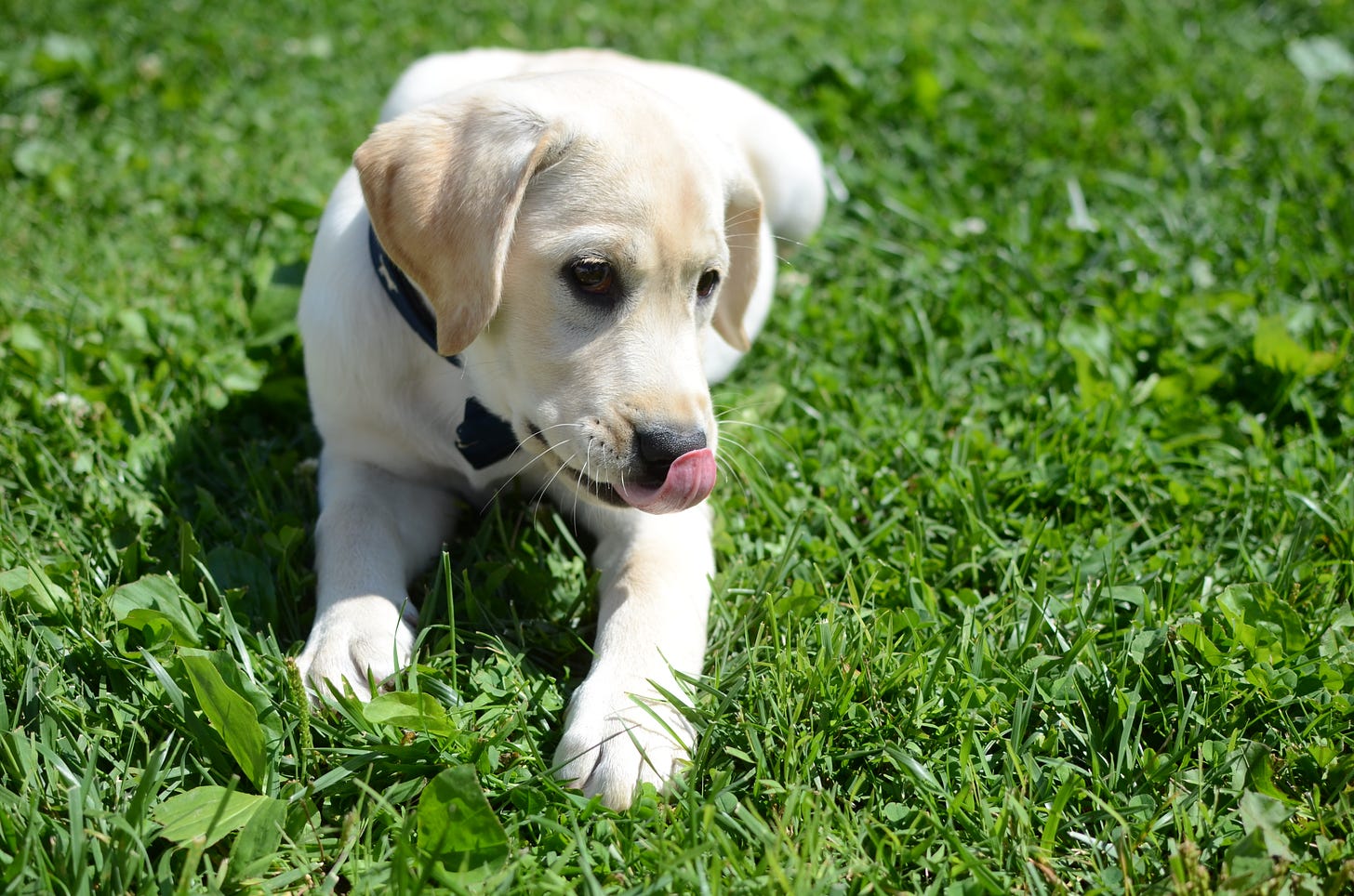 A yellow Labrador retriever licks her nose and lays in the grass.