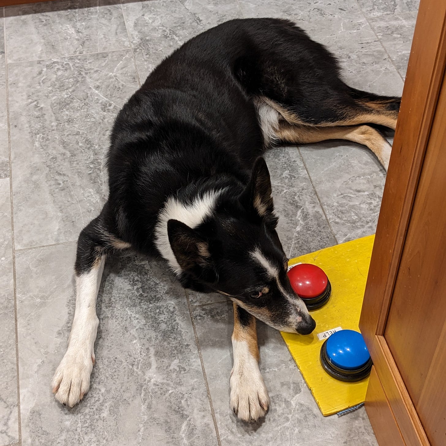 Border collie lying on kitchen floor
