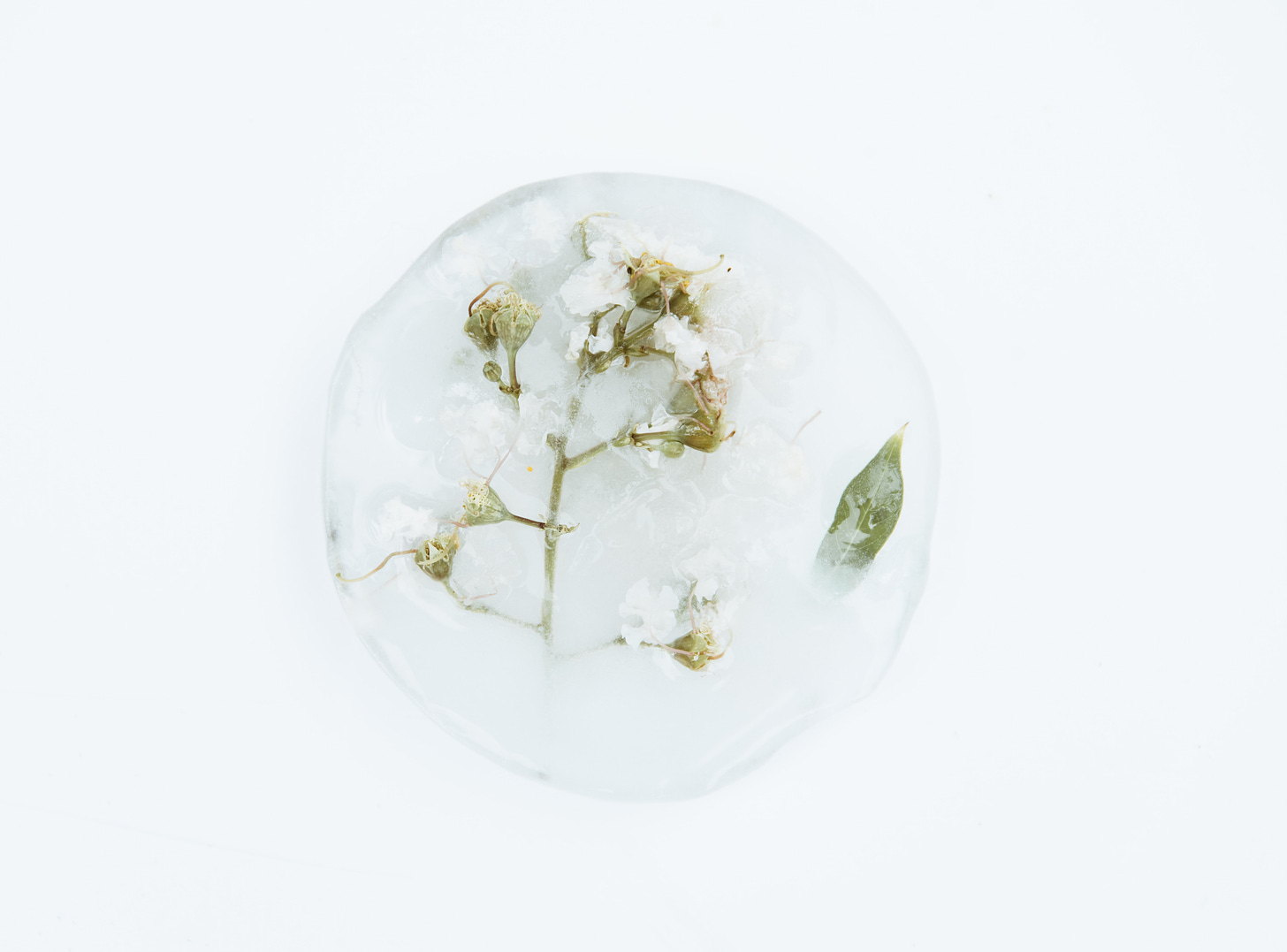 minimalist white photo of a round piece of ice with flowers frozen inside