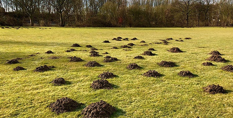 How to Deal With the Pesky Moles Tearing Up Your Yard - Springer  Professional Home Services