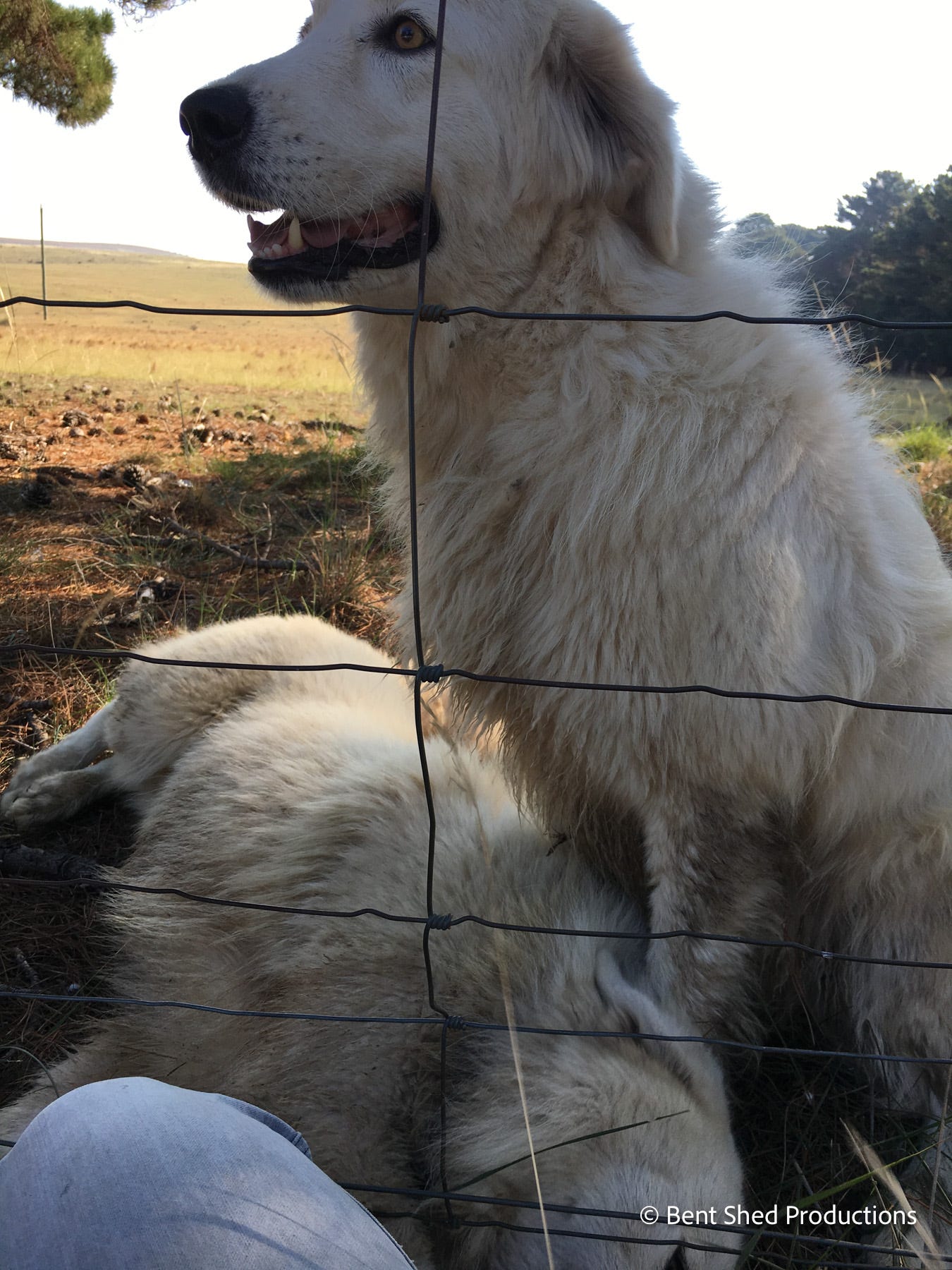 A close-up of two large white Maremma dogs. One is sitting upright, with its head at the top of the photo. The other is lying sideways. They are behind a wire fence.