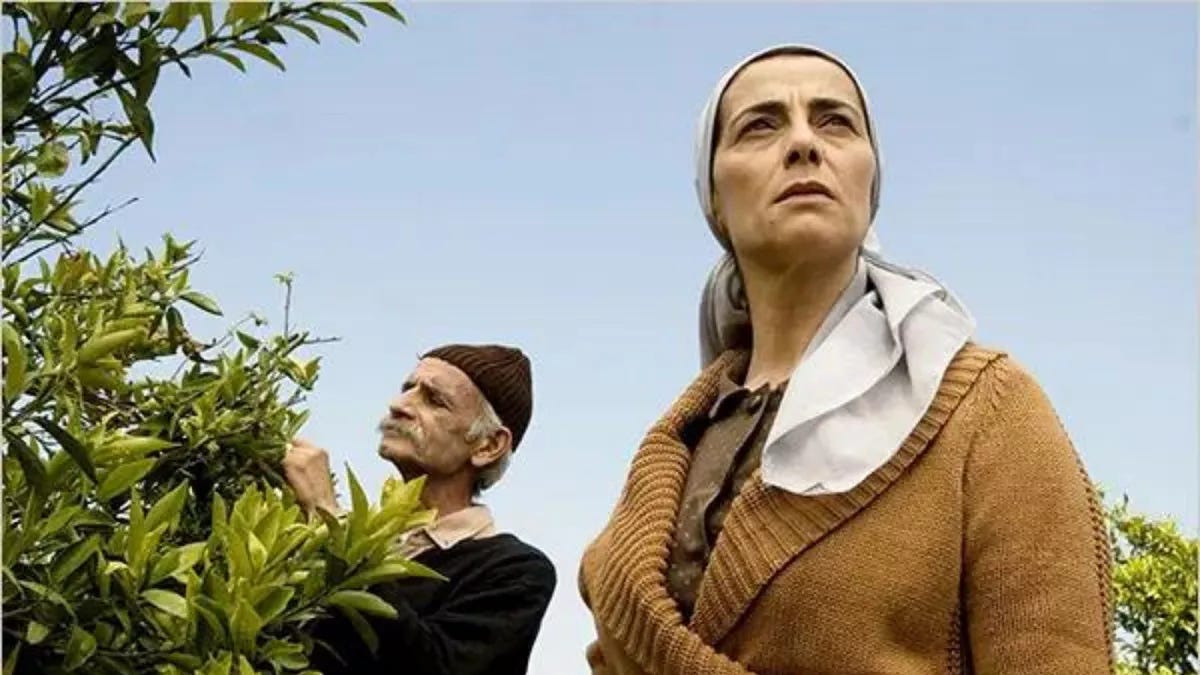 A Palestinian woman and man in a lemon grove. The man is looking closely at the tree, the woman gazes into the distance