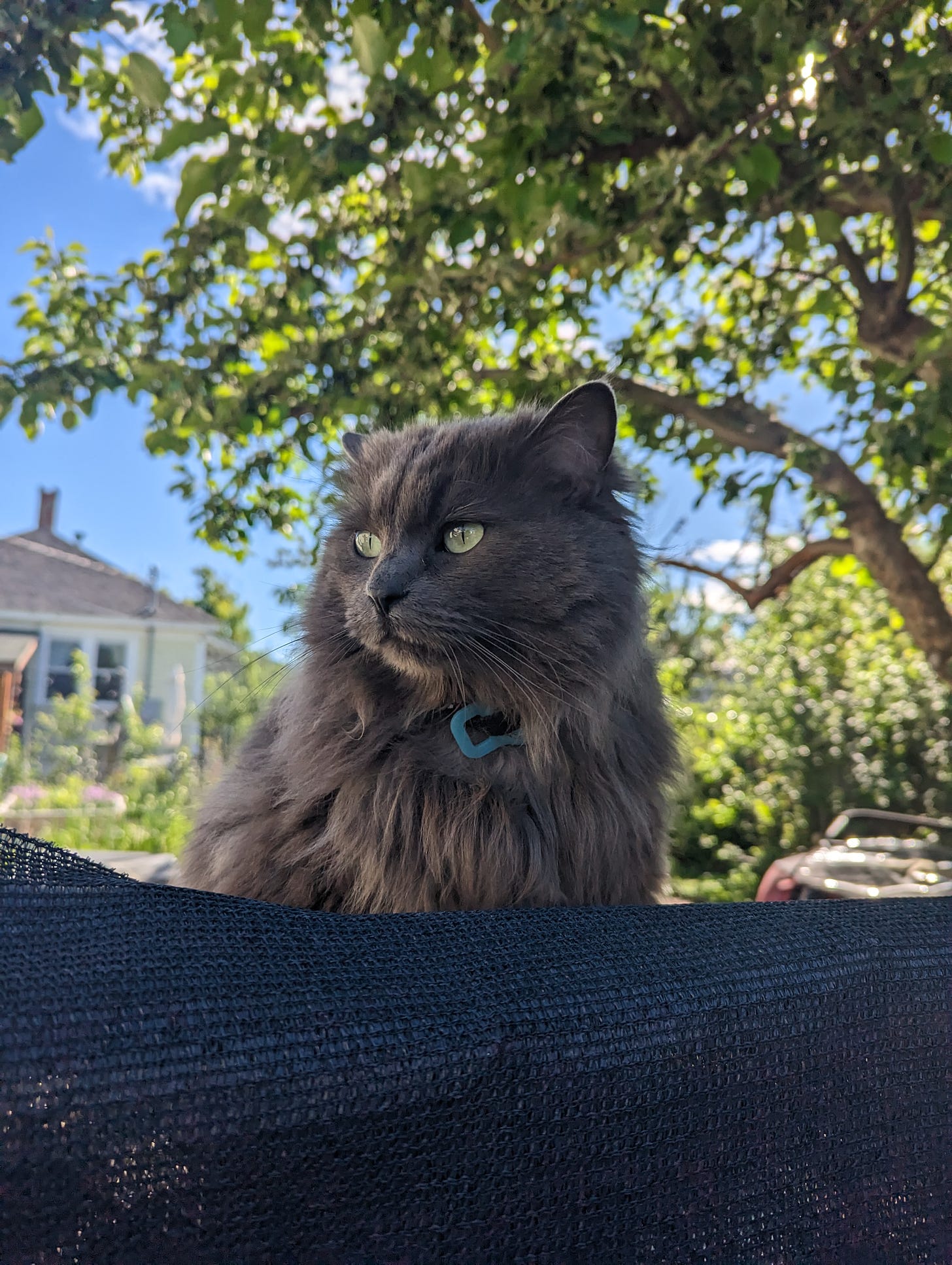 Cat on woodpile behind gate, spring trees and blue sky behind her