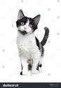 382,958 Black White Kitten Images, Stock Photos & Vectors ...