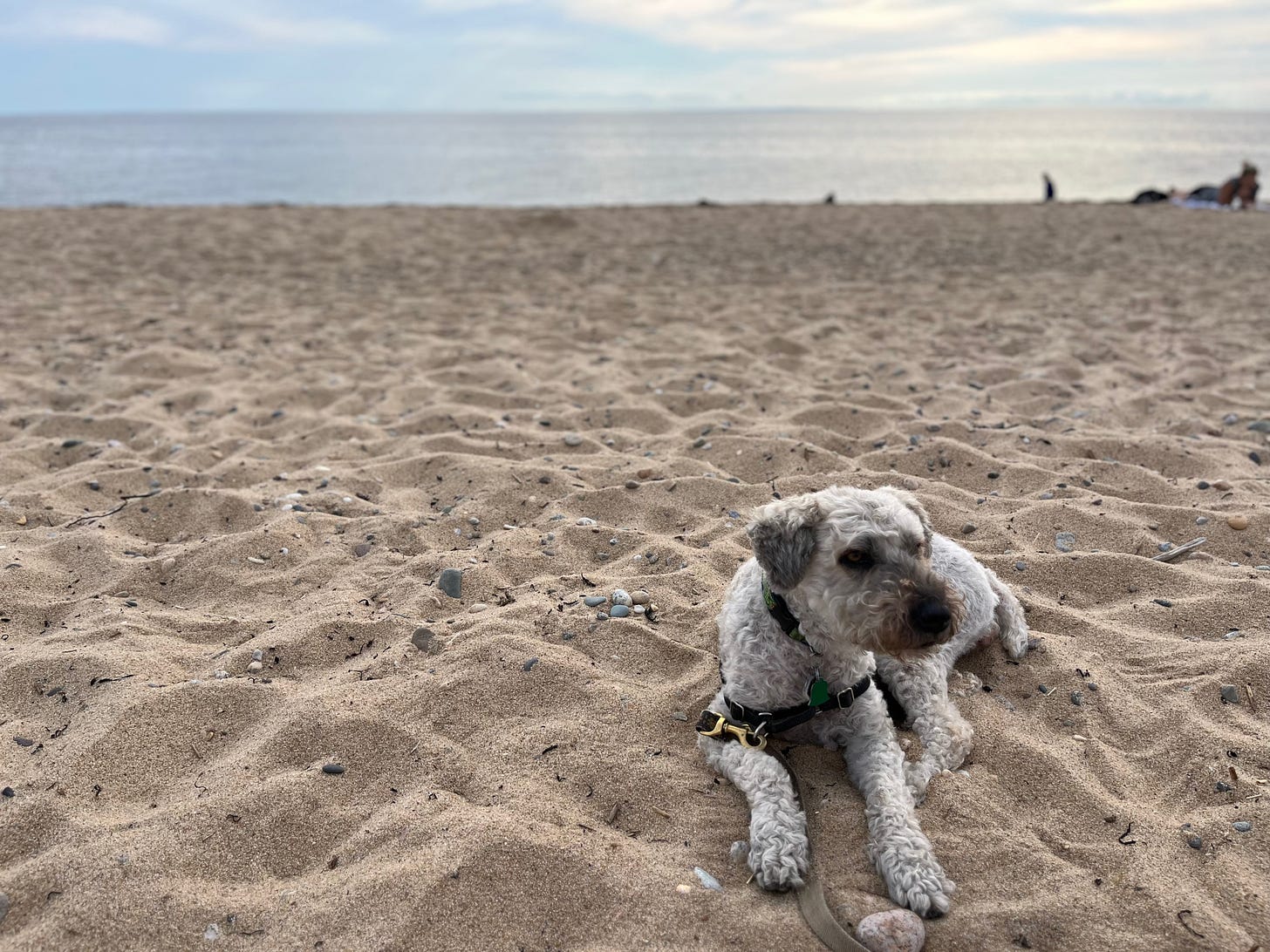 A white medium-sized dog lays in the sand, looking seriously into the camera. In the background, the ocean and soft clouds.